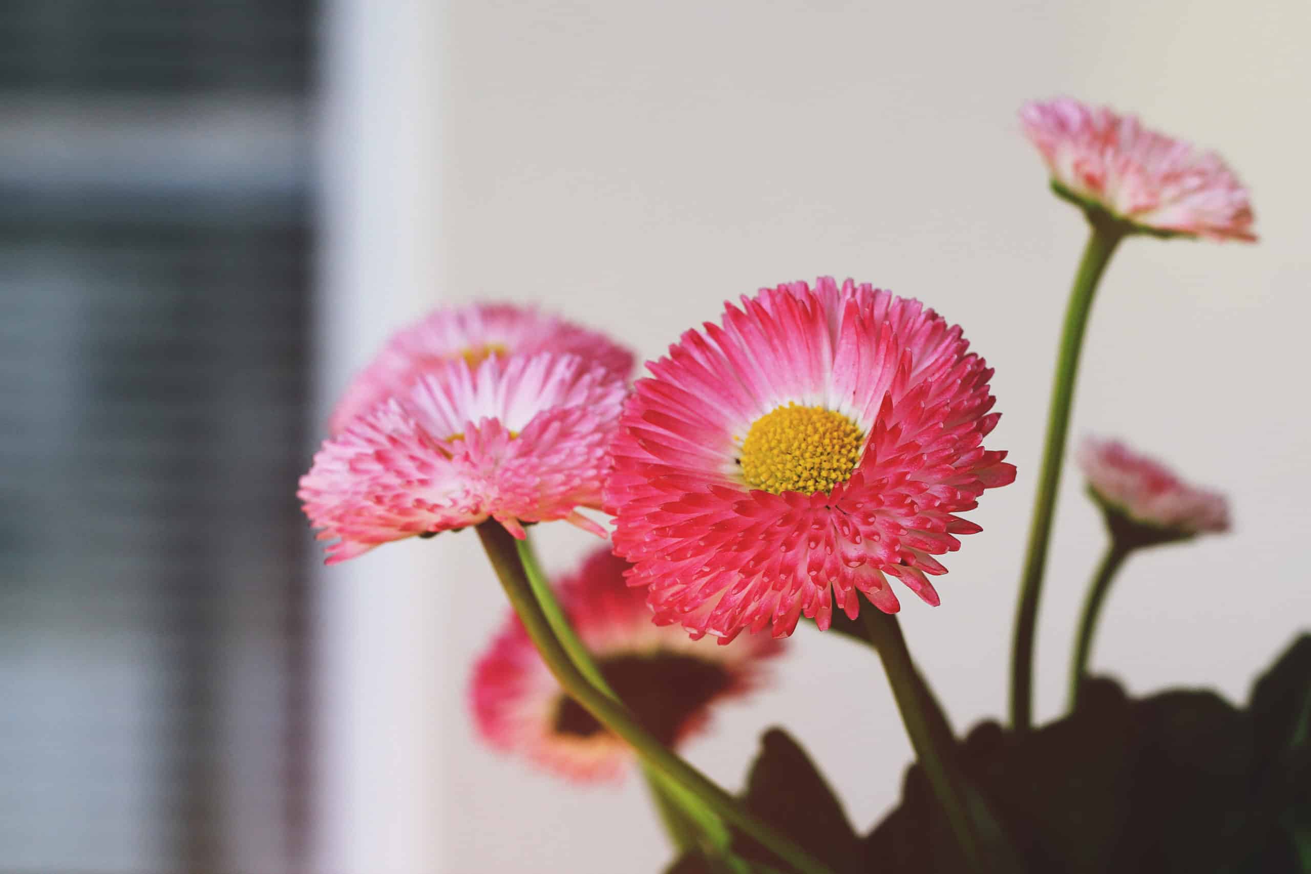 © leslie leblond photographie © leslie leblond photographie